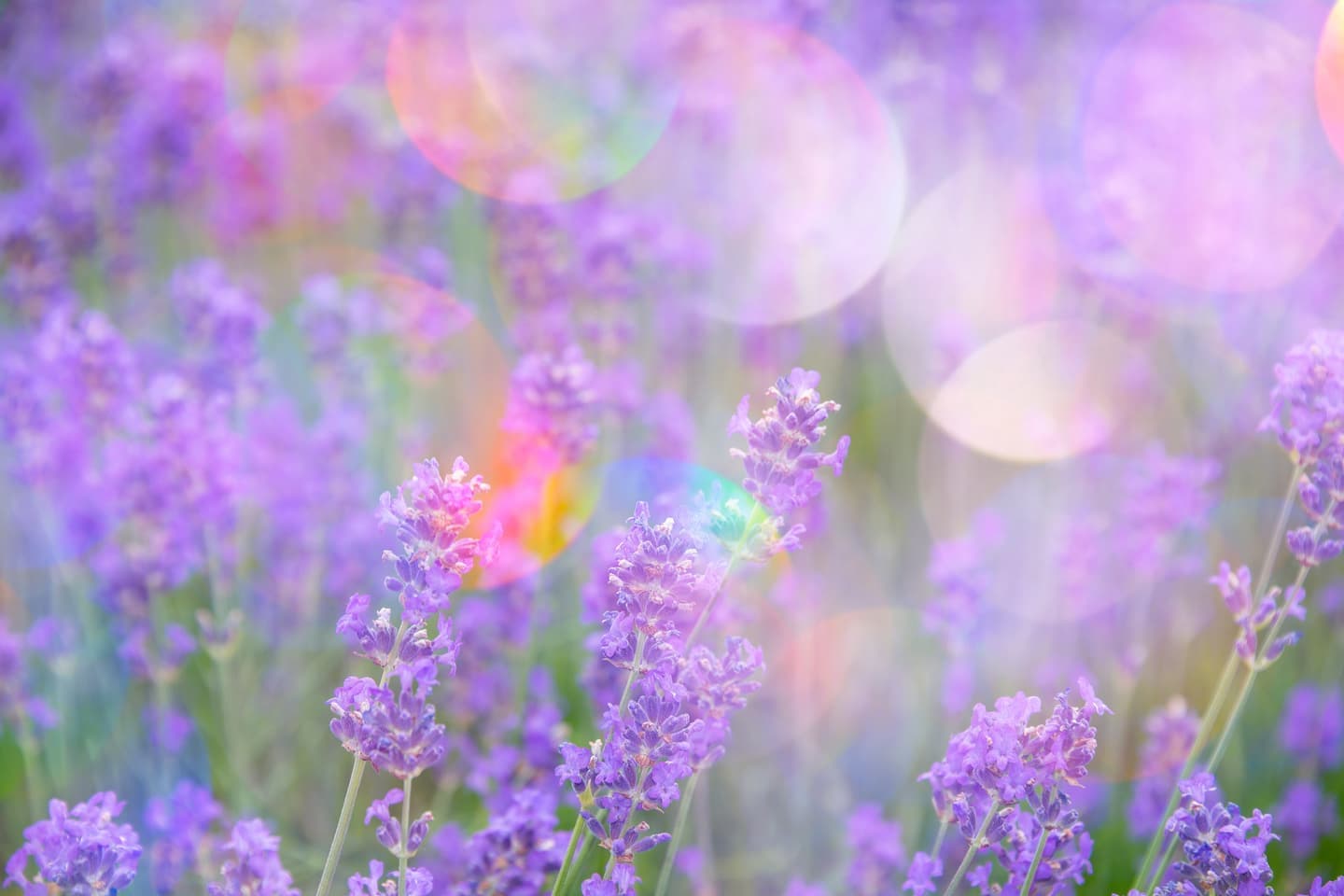 プレシャスアロマ